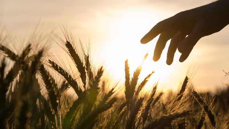 A hand reaches towards a field of grain ready for the harvest.