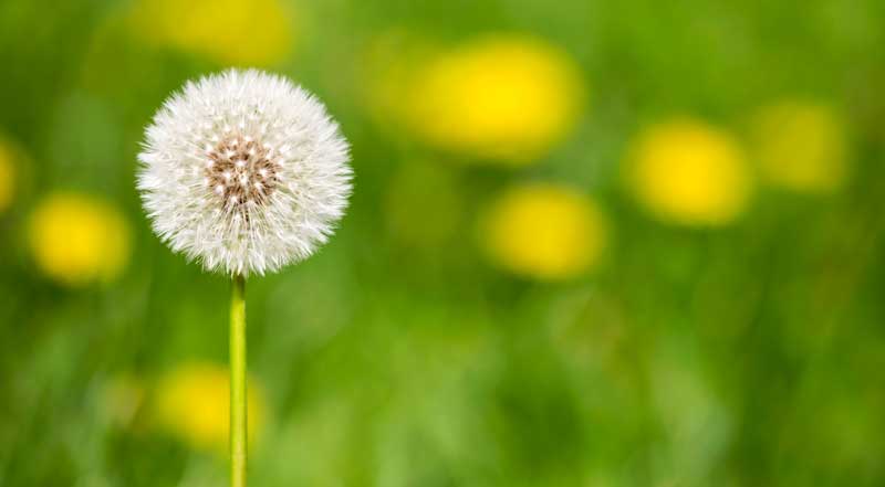 The “Dandelion Child” Resilience Can Be Learned 