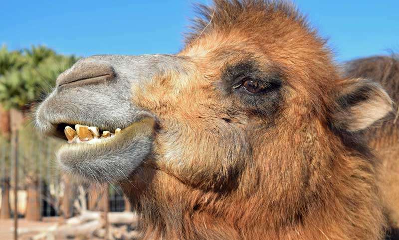 Camel Smile by Eric Courtney