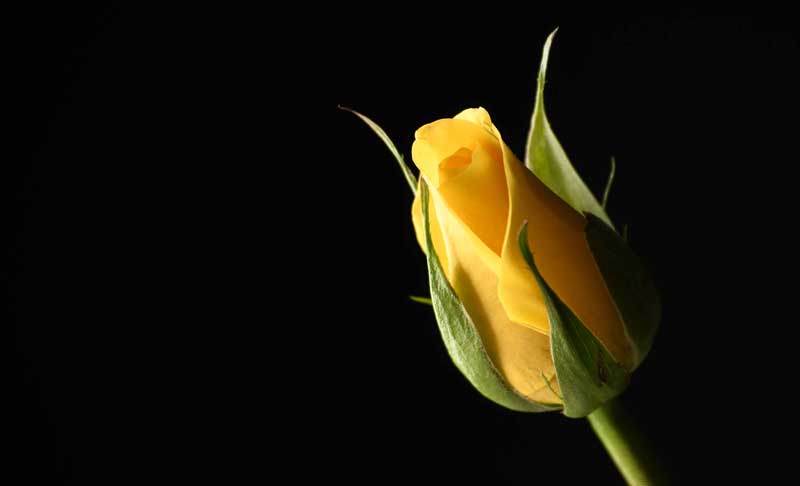 Yellow Rose by Eric Courtney