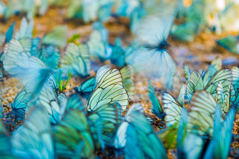 Close up view of the ground covered in blue green butterflies